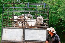 La plaga del barrenador, contenida: Senasica