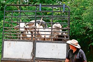 La plaga del barrenador, contenida: Senasica