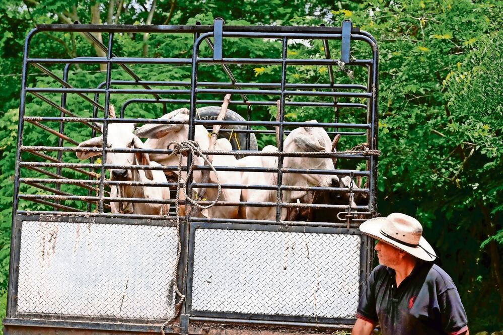 De acuerdo con autoridades, la ausencia de casos del gusano barrenador en el norte del país se confirma con el monitoreo de más de 265 trampas y un sistema de notificación. ARCHIVO EL UNIVERSAL