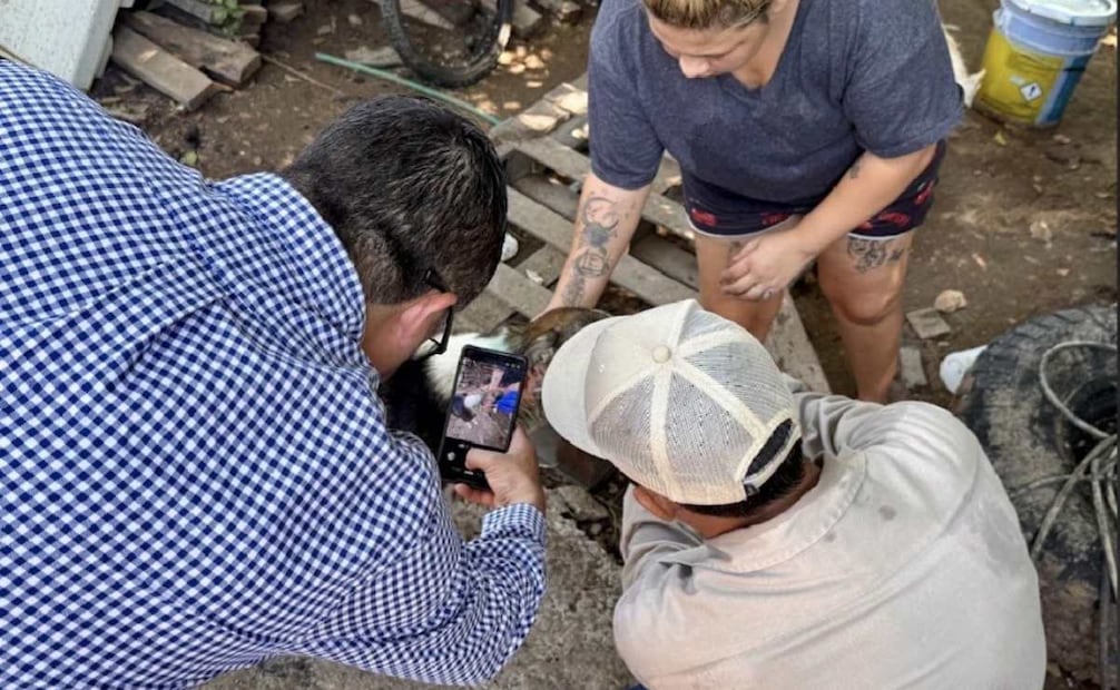 Salud Sinaloa refuerza vigilancia por gusano barrenador en un canino en Culiacán; llaman a tener buena higiene animal.
Foto: Especial.