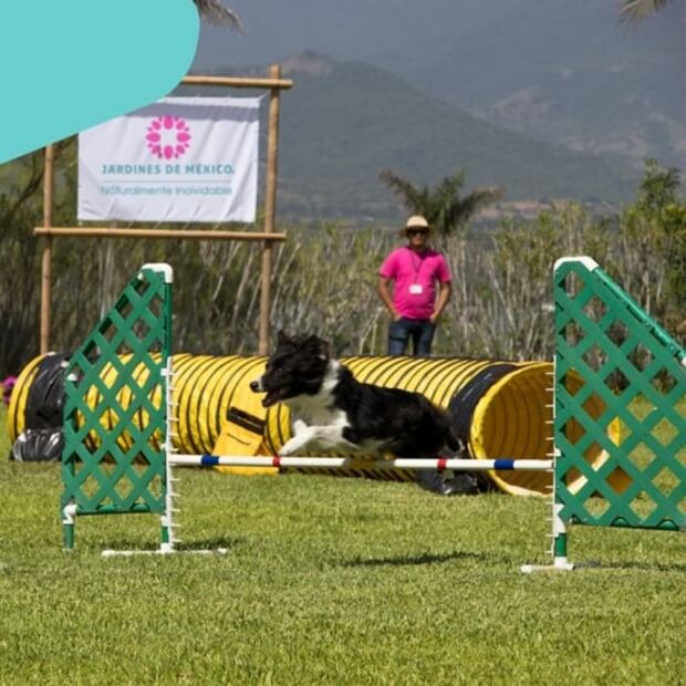 Dog Friendly, el festival para consentir a tu perro