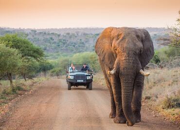 Cuánto cuesta irte de safari por Sudáfrica