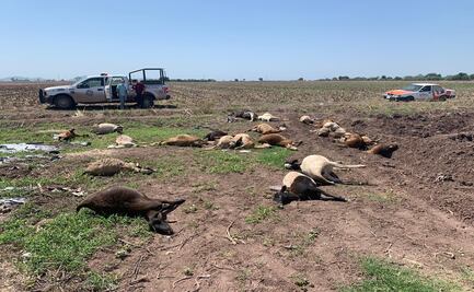 Mueren 30 borregos por envenenamiento en Culiacán