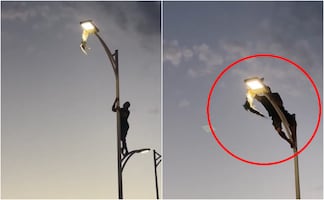 ¿Valentía o riesgo?; joven escala poste de luz para rescatar a gaviota en La Paz