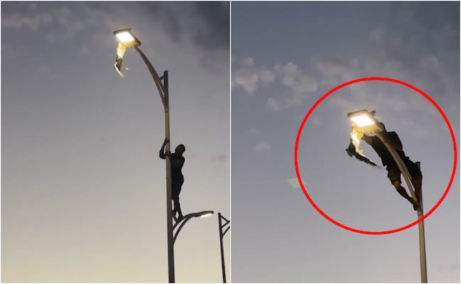 ¿Valentía o riesgo?; joven escala poste de luz para rescatar a gaviota en La Paz