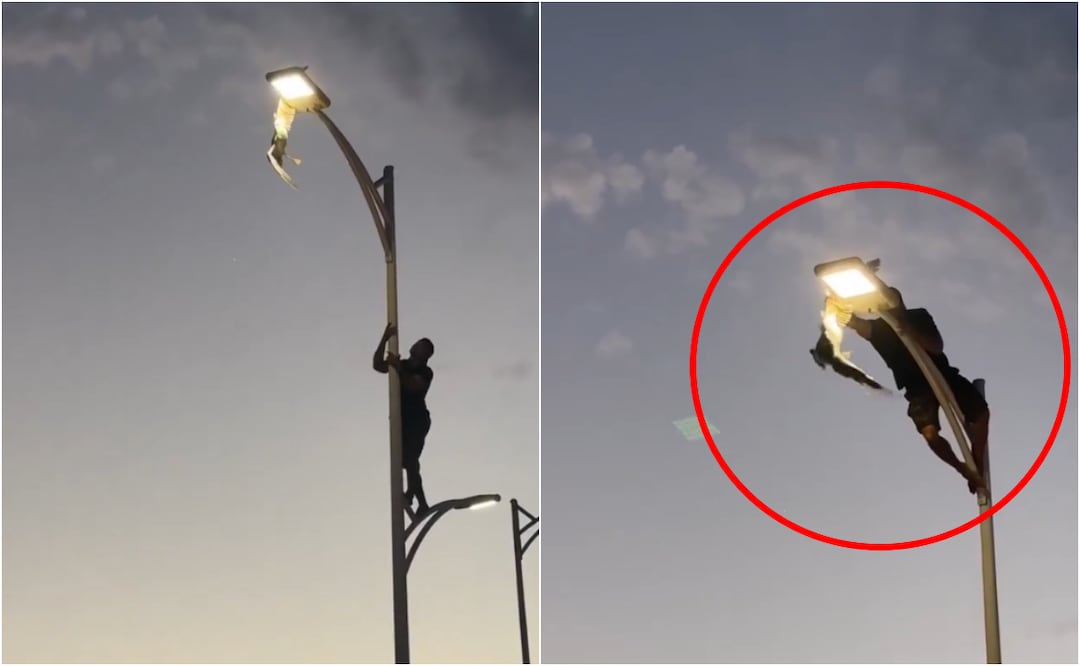 Un joven escaló un poste de luz para rescatar una gaviota atorada en La Paz, Baja California Sur. Foto: X
