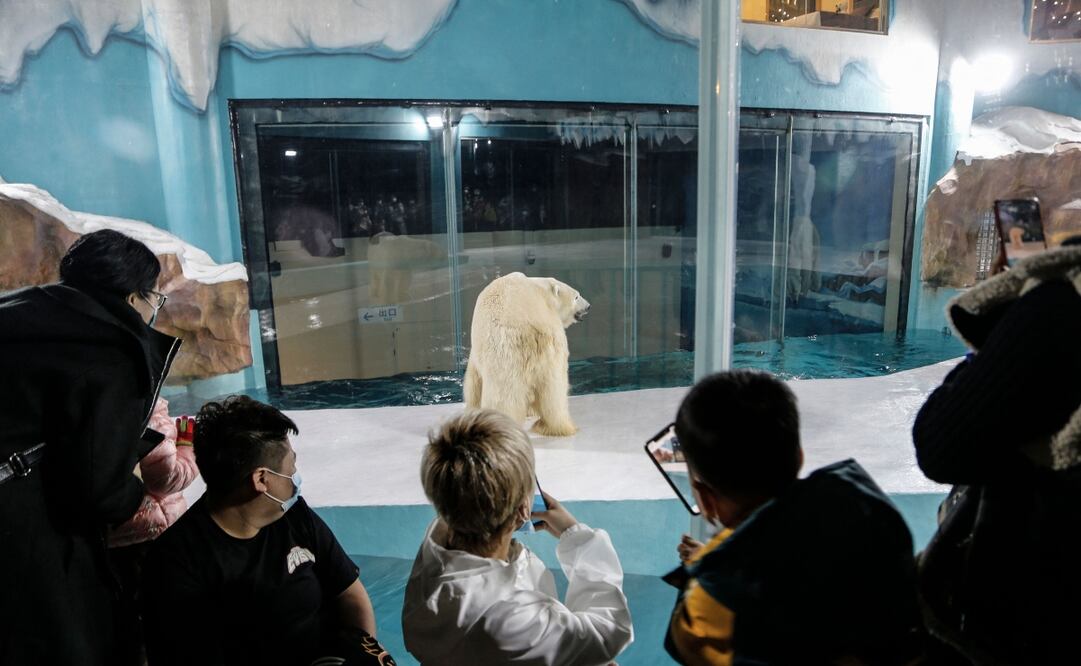 El hotel se encuentra en un parque temático donde se realizan espectáculos con diferentes animales. Foto: STR / AFP / China OUT