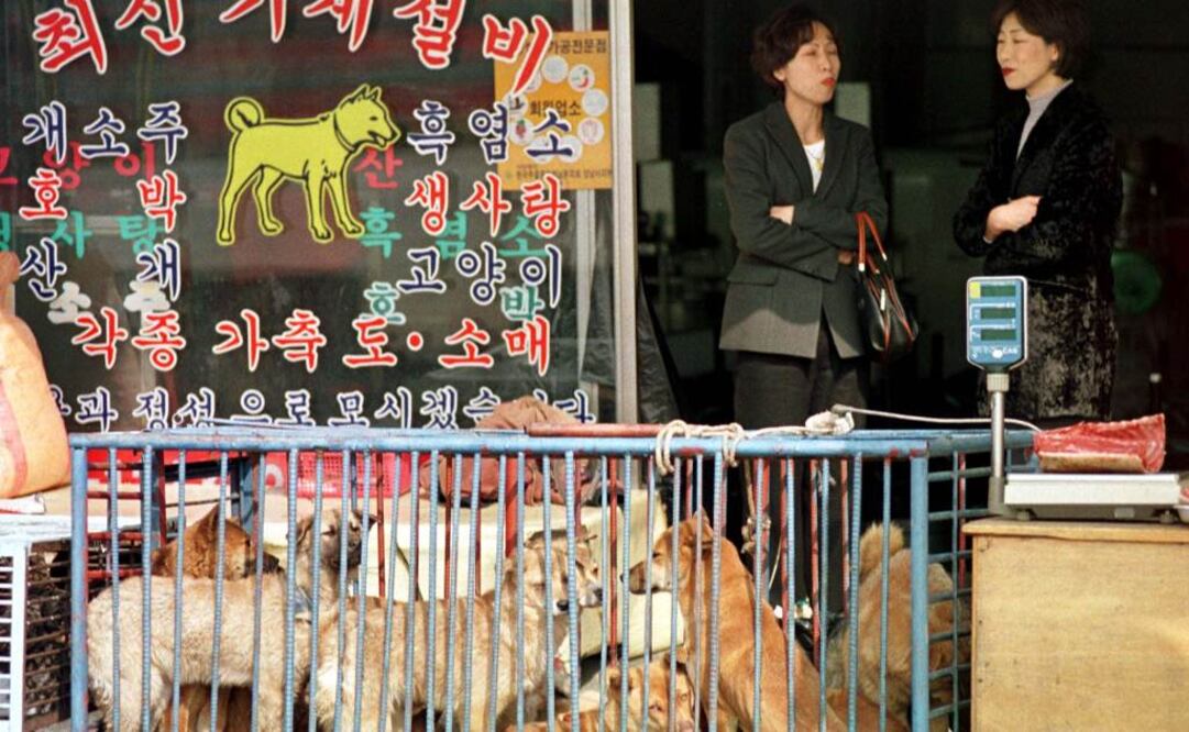 El "kaegogi", caracterizado por su sabor intenso, aroma penetrante y textura correosa, es considerado en la cultura popular coreana un vigorizante sexual para hombres y también se le atribuyen otras propiedades    Foto: Reuters/Archivo