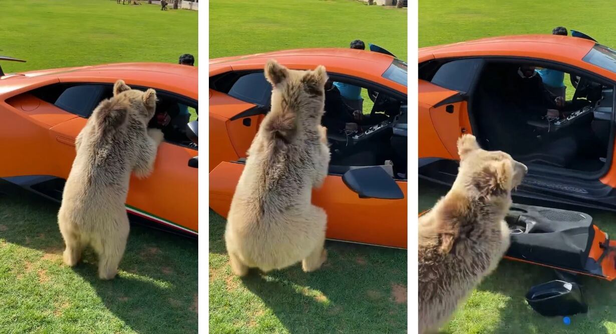 Oso pequeño ‘arranca’ sin querer la puerta de un Lamborghini Huracán