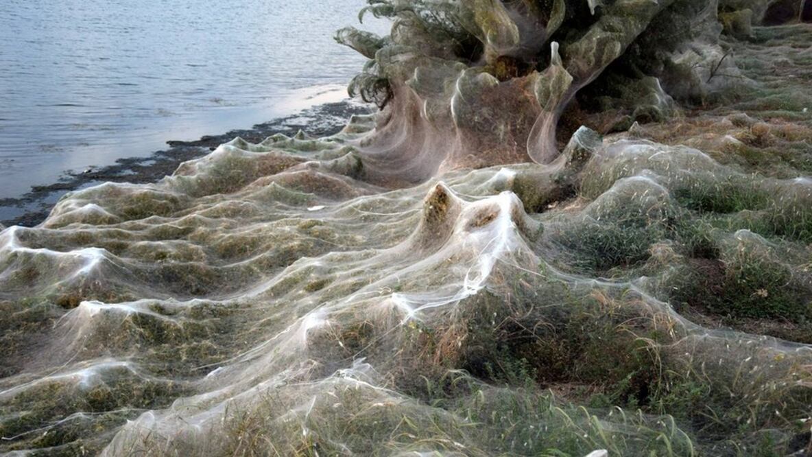 Conoce la gigantesca telaraña que cubrió una playa en Grecia