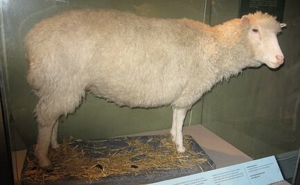 Se cumplen 27 de años de la oveja Dolly, primer animal clonado