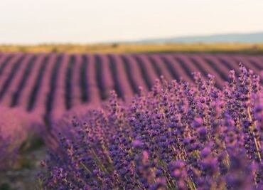 La infusión a base de una tradicional flor que combate la depresión y ansiedad