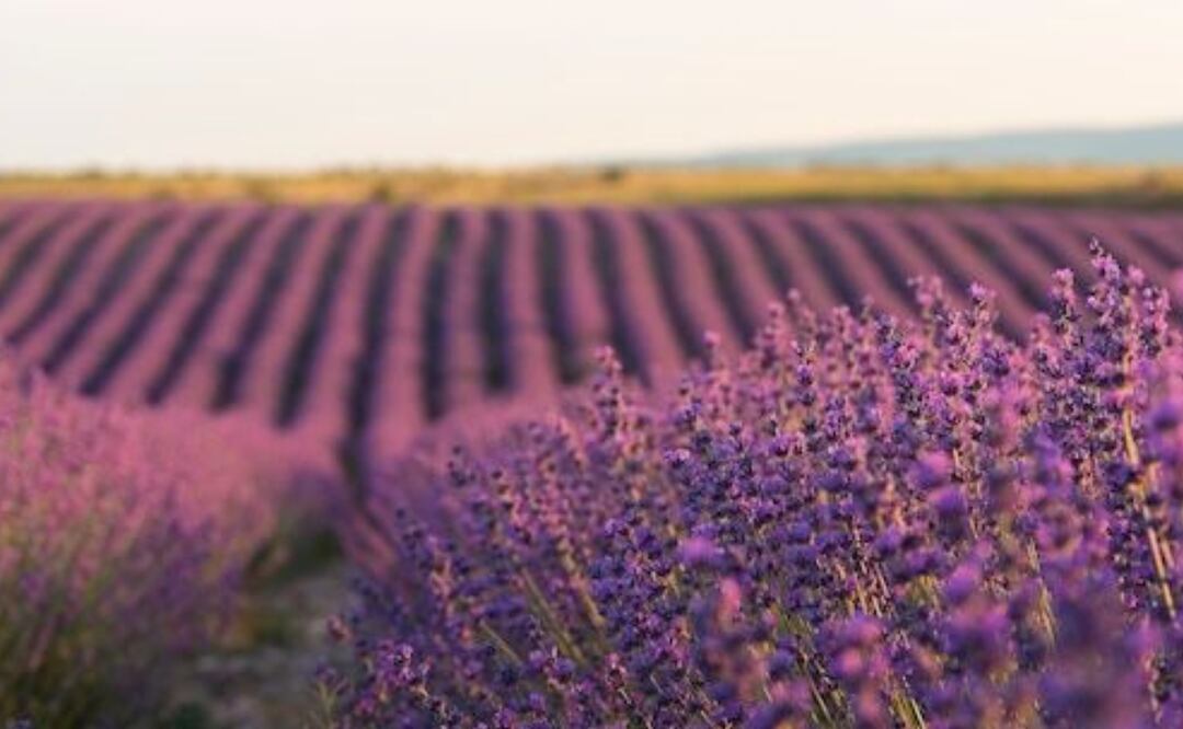 Los beneficios de la lavanda no se limitan a su uso aromático. Fuente: Freepik.