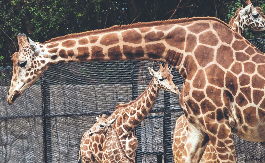 El Zoológico de Chapultepec es el más visitado de Latinoamérica. Foto: Germán Espinosa/ EL UNIVERSAL