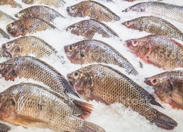 ¡Ojo! el pescado tilapia importado de China es 40% hielo, alerta Profeco