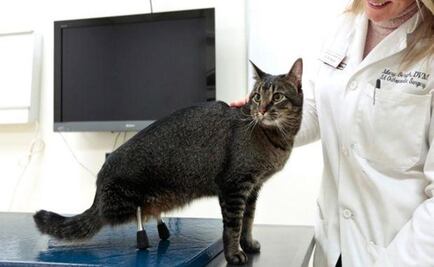 Gato vuelve a caminar gracias a prótesis de titanio