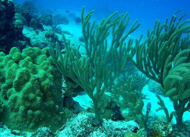 Bosques y praderas bajo el mar