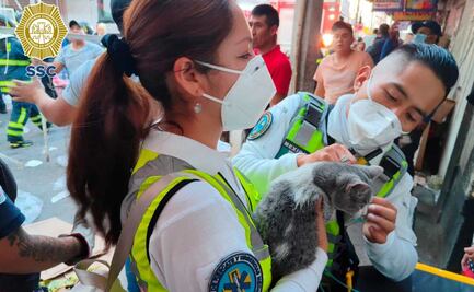 Incendio CDMX: Rescatan a gatito del siniestro en Tepito