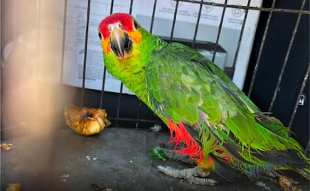 Aseguran dos loros en domicilio de San Luis Potosí; especie está en peligro de extinción