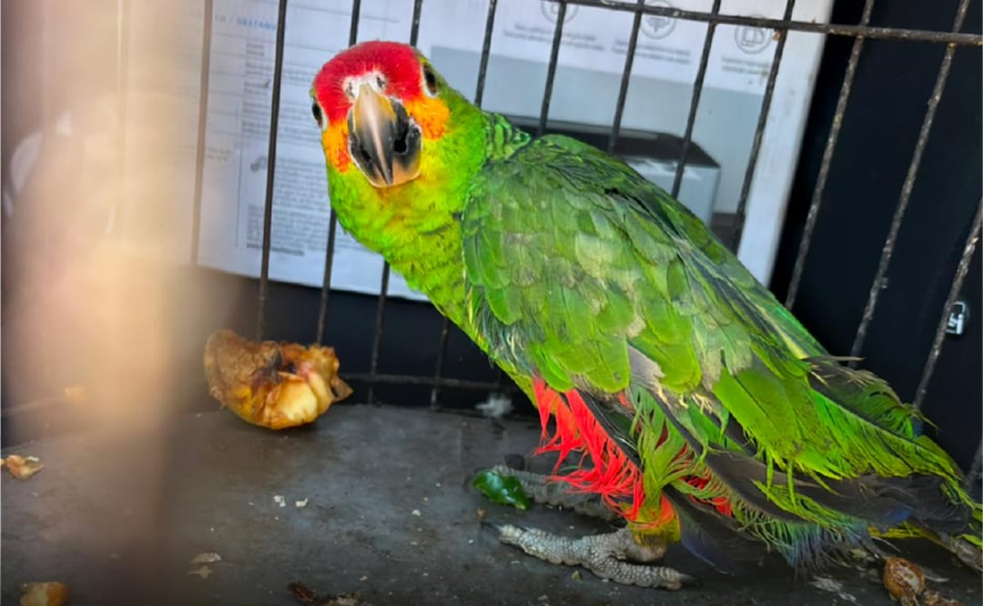 Aseguran dos loros en domicilio de San Luis Potosí (22/08/2026). Foto: Especial