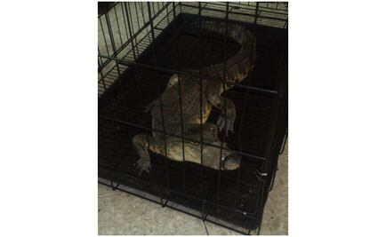 Rescatan un caimán en mercado de San Juan