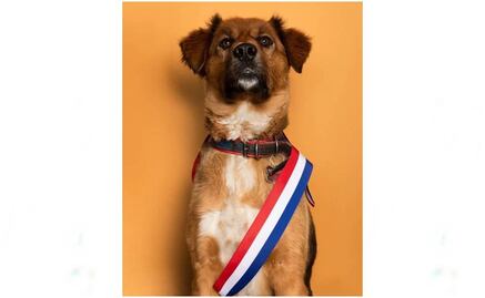 Brownie, “primer perro de la República de Chile”, asume su cargo