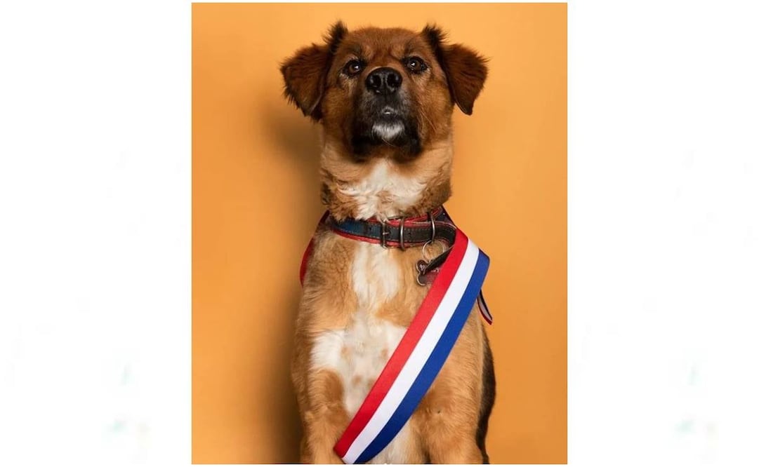 Brownie, “primer perro de la República de Chile”, asume su cargo