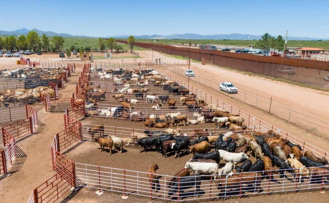 Problemas técnicos frenan nuevamente exportación de ganado a EU en Sonora; registran 15 casos de gusano barrenador.
Foto: Especial.