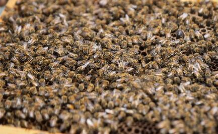 Hombre muere en Texas tras ser atacado por abejas