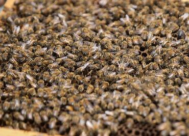 Hombre muere en Texas tras ser atacado por abejas