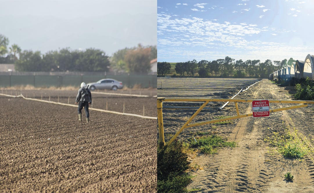 R., migrante mexicano, se aleja ante el miedo de ser deportado. Trabaja desde hace 10 años en un rancho en Oxnard, donde hoy los campos lucen desolados. Foto: Aimee Melo/EL UNIVERSAL