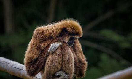 Mono salva a gato de morir ahogado y es furor: “Los animales nos dan muchas enseñanzas a los humanos”