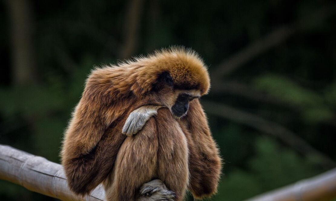 Mono. Fuente: Pixabay.