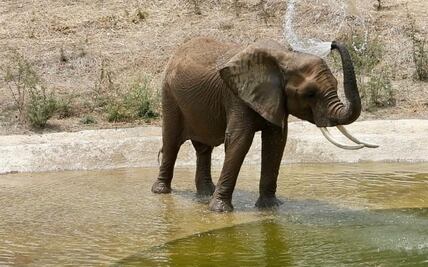 Llega elefanta 'Gipsy' para hacerle compañía a ‘Ely’ en el Zoológico de Aragón