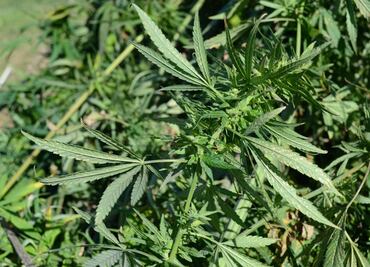 Is the decriminalization of drugs in Mexico possible?