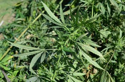 Is the decriminalization of drugs in Mexico possible?