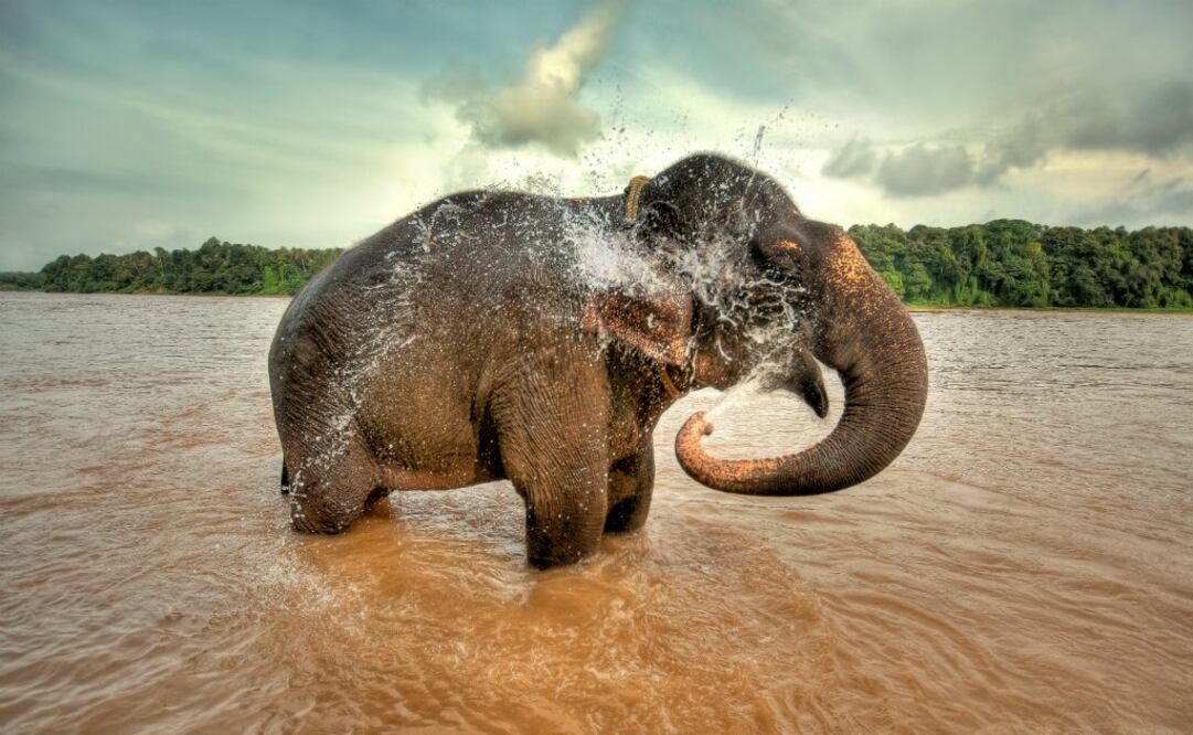 Botswana. Safaris para contemplar elefantes en libertad. (Foto: iStockPhoto)