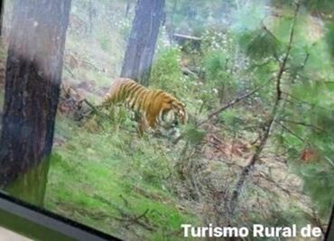 Video: Tigre adulto y de gran tamaño, suelto en Tapalpa, Jalisco