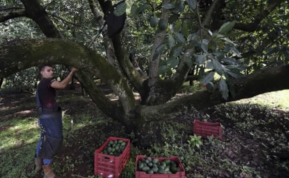 En defensa del "oro verde", productores de aguacate se arman contra cárteles