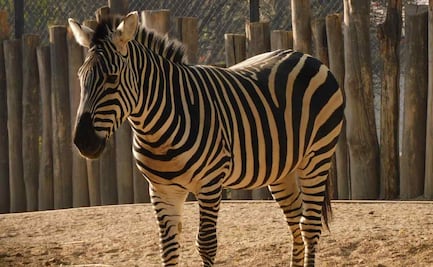 Muere a los 13 años "Karo", cebra de Grant del zoológico de Chapultepec 