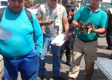 Decomisan 48 perros y 34 aves en tianguis de Chalco