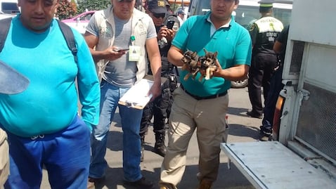 Decomisan 48 perros y 34 aves en tianguis de Chalco