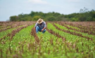 ONU incluye a México en programa global de agricultura sostenible; busca promover prácticas agrícolas resilientes