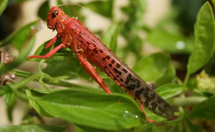Cerebros fosilizados de 500 millones de años replanterían la evolución de los insectos y arañas 