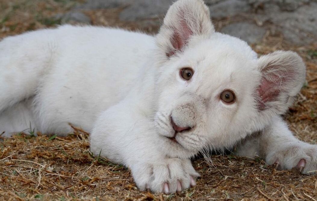 Foto: Archivo/EL UNIVERSAL