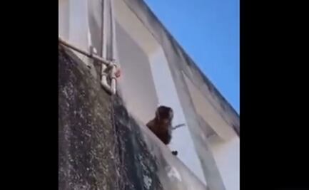 Video: un mono armado amenazó a los vecinos, robó galletitas y jabón