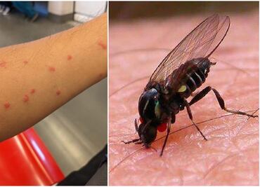 ¿Qué son los mosquitos jejenes, insectos que tienen en alerta a Nuevo León?