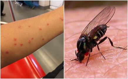 ¿Qué son los mosquitos jejenes, insectos que tienen en alerta a Nuevo León?