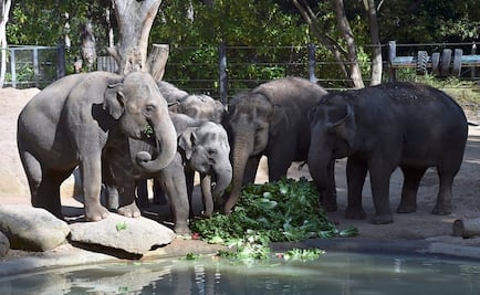 Los elefantes duermen sólo dos horas por día