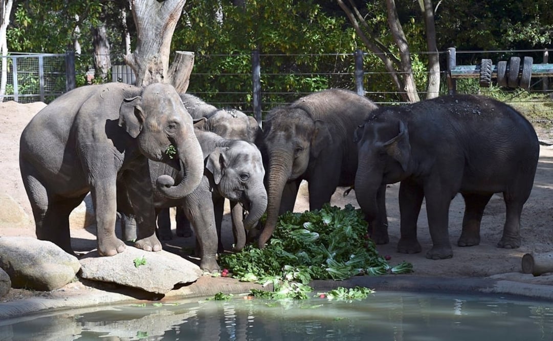(FOTO: Archivo/EL UNIVERSAL)